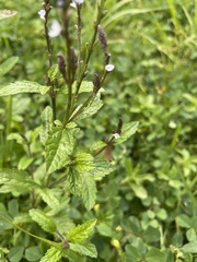 Verbena carolina, photograph (c) Carlos Muñoz-Amezcua, some rights reserved (CC BY)