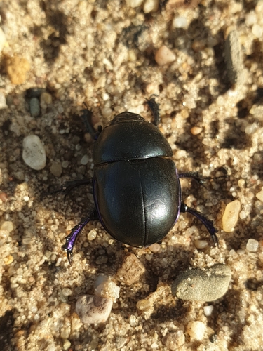 Springtime Dung Beetle, 6718 Ede, Alankomaat, photo 6 of 10