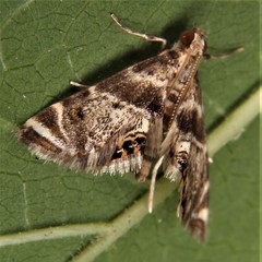 Petrophila fulicalis