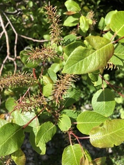 Salix pyrifolia