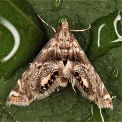 Petrophila fulicalis