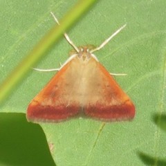 Pyrausta antisocialis