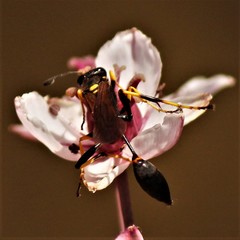 Sceliphron caementarium