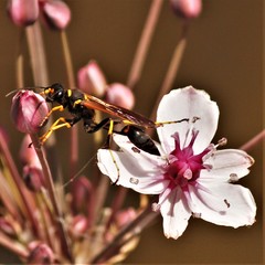 Sceliphron caementarium