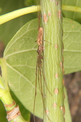 Tetragnatha
