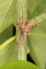 Tetragnatha