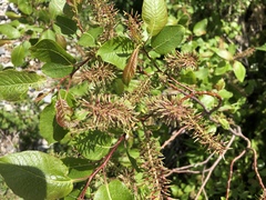 Salix pyrifolia