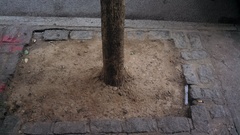 Magnoliopsida