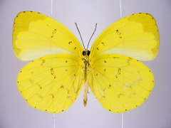 Eurema senegalensis