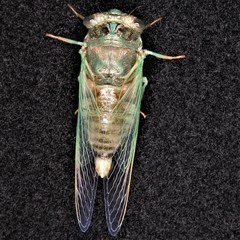 Neotibicen canicularis