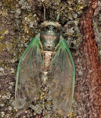 Neotibicen canicularis