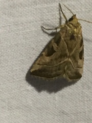 Eucarta virgo