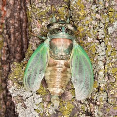 Neotibicen canicularis