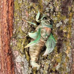 Neotibicen canicularis