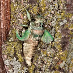 Neotibicen canicularis
