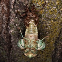 Neotibicen canicularis