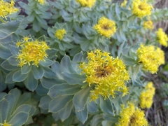 Rhodiola rosea — photo 3
