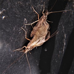 Trichoptera