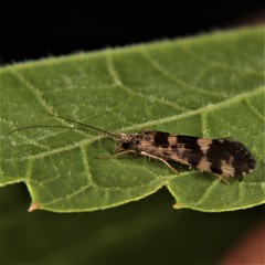 Trichoptera