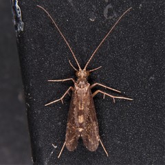 Trichoptera