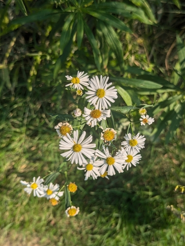 Image of Boltonia asteroides by (c) Tom Sisan, some rights reserved (CC BY-SA)