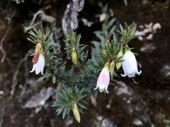 Disterigma pernettyoides