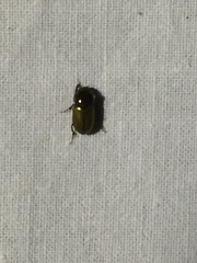 Aphodius