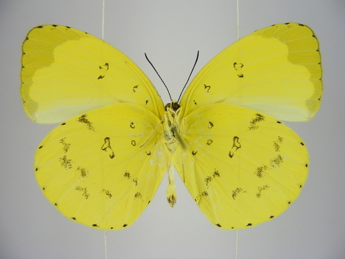 Forest Grass Yellow