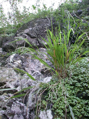 Panicum beecheyi