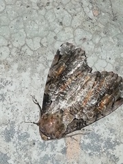 Stibaera