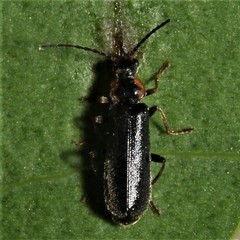 Rhagonycha angulata