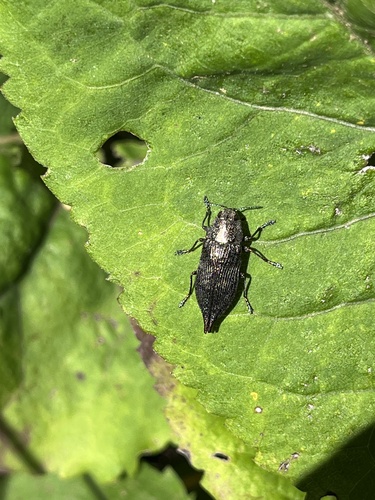Eastern Poplar Buprestid Beetle photo 2