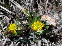 Ranunculus alismifolius