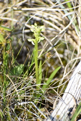 Platanthera aquilonis