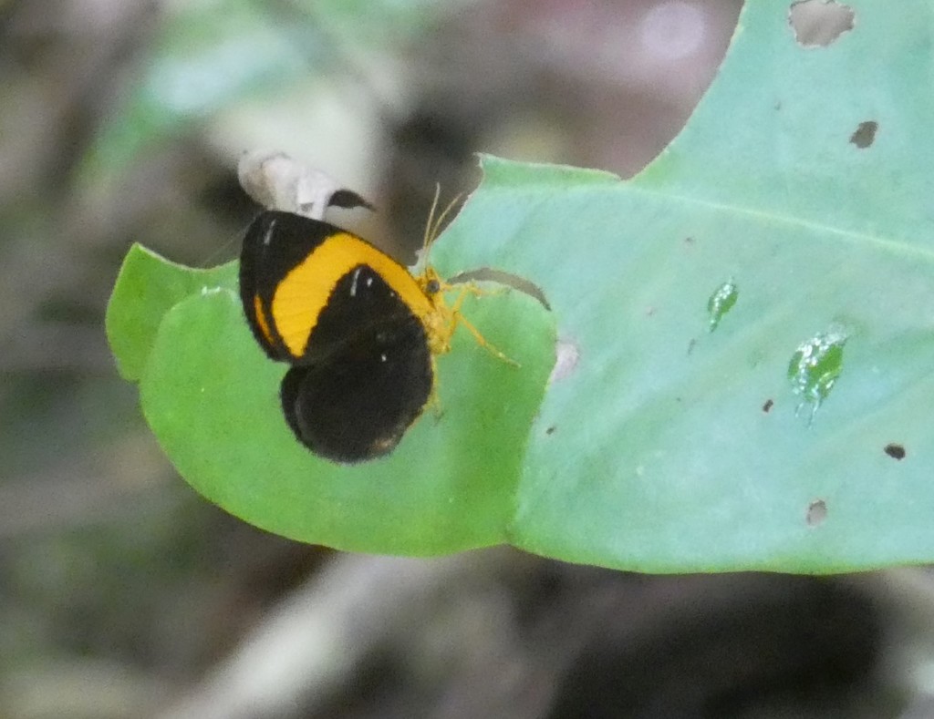Callidula sobah