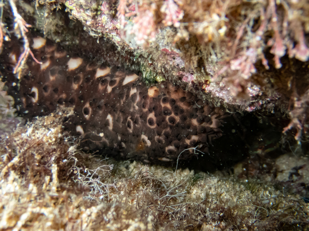 Holothuria sanctori