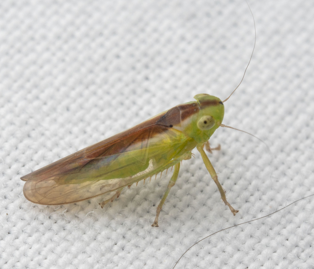 Neocoelidia fuscovittata