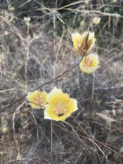 Calochortus weedii intermedius