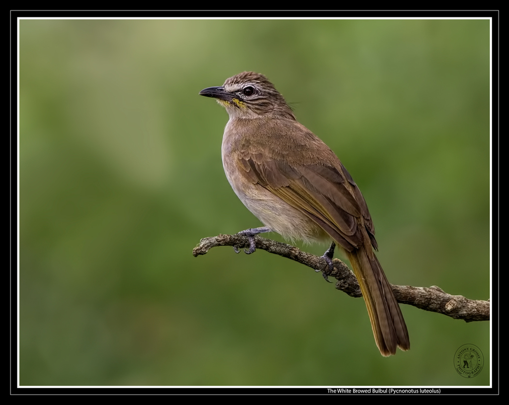 White-Browed Bulbul