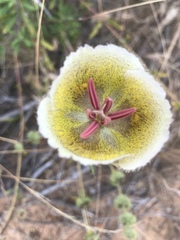 Calochortus weedii intermedius