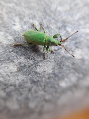 Phyllobius maculicornis