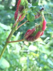 Dasineura communis
