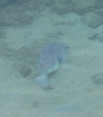 Chilomycterus reticulatus