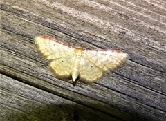 Idaea humiliata