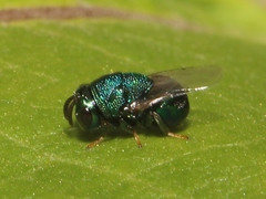 Perilampus hyalinus
