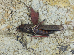 Tropidacris cristata