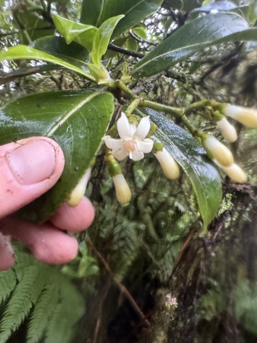 Psychotria hexandra, 2024-09-10