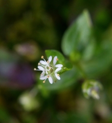 Stellaria calycantha