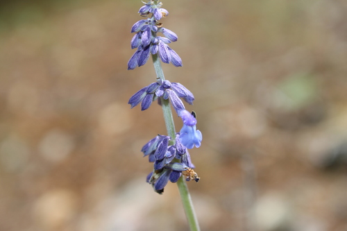 Image of Salvia lavanduloides by (c) Rodolfo Maximiliano Gutiérrez-Sánchez, some rights reserved (CC BY)
