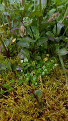 Stellaria calycantha
